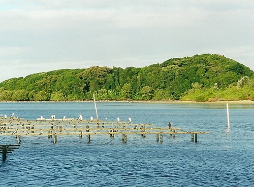 Littoral Rainforests of New South Wales